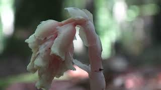 Yellow Birds nest Hypopitys monotropa Romania [upl. by Airat]