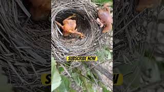 All animals act only for their own interests bard video viralvideo foryou baby [upl. by Snider]