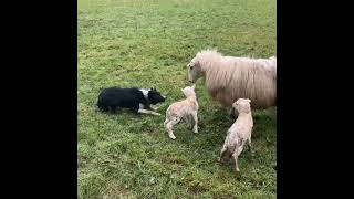 Lot 1Brondrefawr Fly 151123 farmers marts Dolgellau online sheepdog auction [upl. by Yelwah]