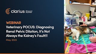 Veterinary POCUS Diagnosing Renal Pelvic Dilation It’s Not Always the Kidney’s Fault [upl. by Elyc900]