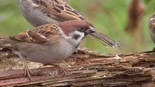 Feldsperling Passer montanus © Lothar Lenz [upl. by Nissie264]