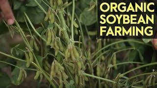 Organic Soybean Farming Reviving the Soybean Industry in the Philippines [upl. by Oretos120]