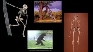 CARTA Bipedalism and Human OriginsComparative Anatomy from Australopithecus to Gorillas [upl. by Baler199]