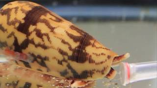 Killer Cone Snails [upl. by Llerrod]