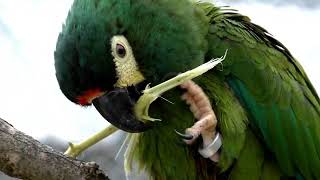 Blue winged macaw parrots few moments a day [upl. by Thema430]