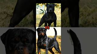 ROTTWEILER VS STAFFORDSHIRE BULL TERRIERGIANT SCHNAUZERPULIMIORITIC SHEPHERDTOP15 GUARD DOG PRT1 [upl. by Schumer780]