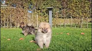 keeshond pups [upl. by Nossyla342]