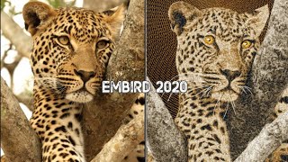 Embird 2020  Embird Embroidery Software [upl. by Ebneter902]