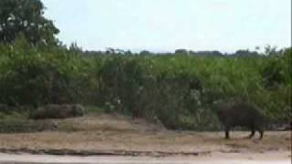 onça pega capivara no pantanal [upl. by Niltyak521]