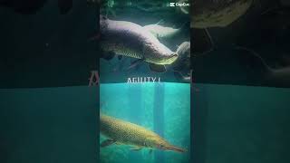 Arapaima gigas vs aligator garanimals fish [upl. by Ylhsa]