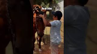 Dia de treino 🐴 cavalos horse cowboys fazenda euamocavalo vaquejada rodeio cavalo [upl. by Kaine]