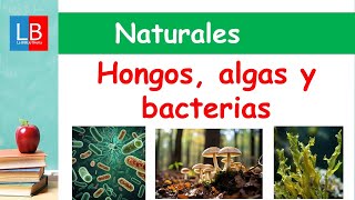 HONGOS ALGAS y BACTERIAS para niños ✔👩‍🏫 PRIMARIA [upl. by Eelyac]