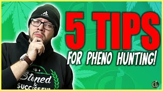 5 Tips For Pheno Hunting FOR NEW amp EXPERIENCED GROWERS [upl. by Grizelda]