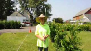 How to Trim Arborvitae [upl. by Lorrayne]