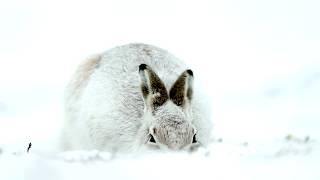 Mountain Hares  The True Story [upl. by Knowland]