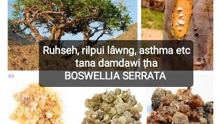 Ramhmul damdawi ṭha Boswellia serrata GileadThinghnai [upl. by Lukin]