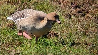 Pinkfooted goose a very rare summer visitor in Finland [upl. by Phyllis]