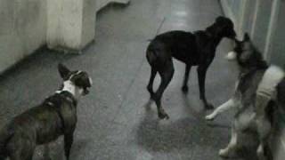 doberman vs husky vs bull terrier [upl. by Sisco]