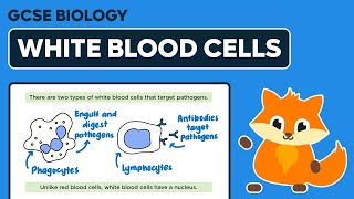 White Blood Cells  GCSE Biology [upl. by Razid73]