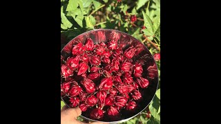 Harvesting and Storing Roselle Hibiscus Calyces [upl. by Lindholm]