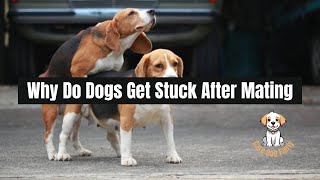 Why Do Dogs Get Stuck After Mating Understanding the Canine Tie [upl. by Asseral]