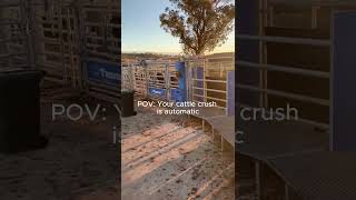 Automatic Cattle Crush [upl. by Nanaek]