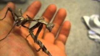 Deroplatys Lobata Dead Leaf Mantis Female Pre Sub Adult [upl. by Nnairol]