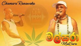 CHAMARA RANAWAKA SONG  MALSARA   LampN Music [upl. by Suiram]