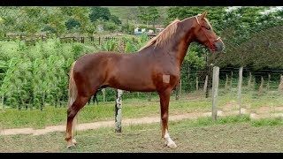 CAVALO MARCHA PICADA UNIVERSO DE MAJÚ GARANHÃO REGISTRADO HAITY CAXAMBUENSE x NIRVANA DA RIOCON [upl. by Gabe]