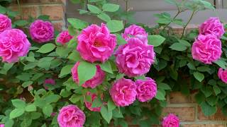 Zephirine Drouhin rose bush [upl. by Eloisa514]