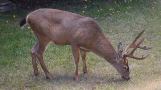 Outside with Jack the Buck [upl. by Baumbaugh463]