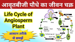 आवृतबीजी पौधे का जीवन चक्र  life cycle of angiosperm plant  avart biji paudhe ka jivan chakra [upl. by Robbie]