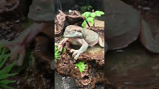 Green Tree Frog VS Superworm [upl. by Abelard]