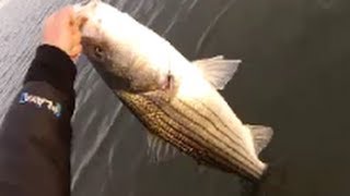 How to Bucktail Stripers from Bay Shorelines  Part 2 [upl. by Kaya]