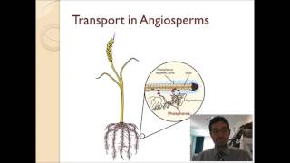 91  3  Mineral ion uptake in the roots [upl. by Zeus]