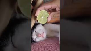 Funny and Cute Pets 😂funnyshorts funnypets funny trynottolaugh viral shorts [upl. by Hayton199]