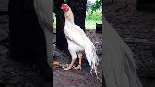 white parrot beak aseel for sale M 99371 91921 aseel sale youtubeshorts youtube viralvideo [upl. by Adaline]