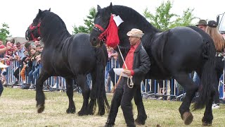 Armăsarii lui Silviu și frați Finteușan de la Săsar  Baia Mare [upl. by Akiemat]