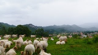 Basque Country Fair [upl. by Ahsenrat955]