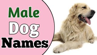 Top 30 Best MALE Dog Names Ideas 2021  Unique amp Cute Boy Dog Names  NamoLozy [upl. by Shelba503]