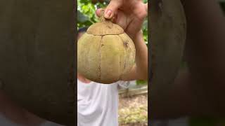 Le presento la fruta de zapote frutas cosecha naturaleza plantaciones [upl. by Pandich]