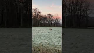 Nice West Virginia 8 Point deerwatching wildlife deersighting westvirginia nature [upl. by Stanton]