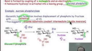 Glycosidic Bond Formation [upl. by Sabanrab]