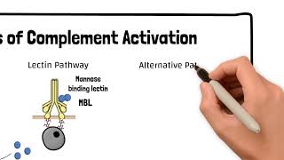 The Three Pathways of Complement Activation [upl. by Waverly638]