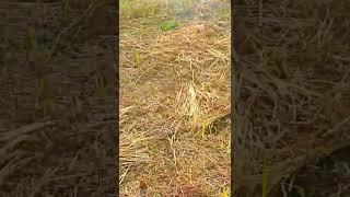 We Burnt our 4Acer rice field Day 10 Work beafarmer agriculturefield hardwork nature viralshort [upl. by Irafat]