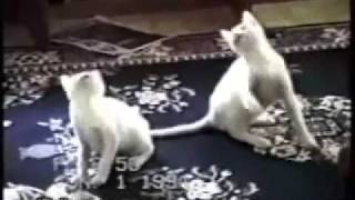 videos graciosos de gatos estupidos [upl. by Ahs]