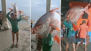 Fisherman Carries Giant Moonfish On Shoulders [upl. by Jea889]