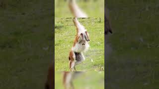 Most dangerous lion attacks kangaroo shorts short youtubeshorts lion kangroo [upl. by Aisatsan]