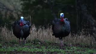 Turkey Opening Day Double  David Doubles On Eastern Turkeys [upl. by Roswald]