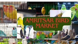 Amritsar Bird MarketPunjab Bird Market budgies cockatiel lovebirds finches birdsmarket [upl. by Hedley]